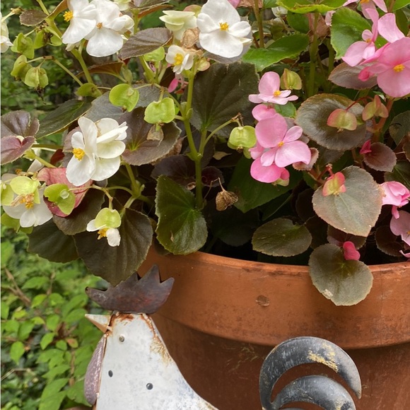 Meet your Posher, Jules - Picture 2 of 6